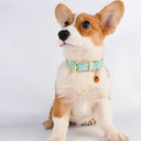 Genuine Leather Dog Collar - Ultra-Soft Odorless Double-Stitched | Adjustable for All Breeds