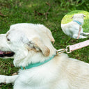 Genuine Leather Dog Collar - Ultra-Soft Odorless Double-Stitched | Adjustable for All Breeds