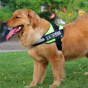Fashion Simple Pet Leash & Chest Strap Set - Minimalist Adjustable Walking Harness