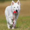 Durable Natural Rubber Rope Toy - Heavy-Duty Tug & Chew Toy for Dogs