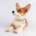 Genuine Leather Dog Collar - Ultra-Soft Odorless Double-Stitched | Adjustable for All Breeds