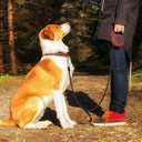 Automatic Telescopic Traction Rope - Retractable Dog Leash with One-Hand Brake & Lock