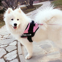Fashion Simple Pet Leash & Chest Strap Set - Minimalist Adjustable Walking Harness