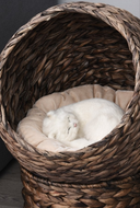 Handcrafted Elevated Wicker Cat Bed - Natural Rattan Pet Throne with Soft Cushion